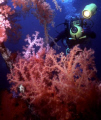 On a wreck near Aqaba there live big and colorful soft corals like this  that an  u/w videomaker is shooting.
Nikonos 15mm+ Ikelite strobe 